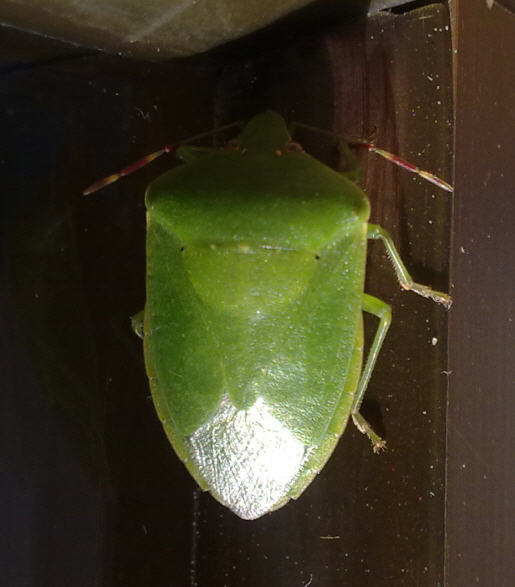 Pentatomidae: Nezara viridula della Sicilia (PA)